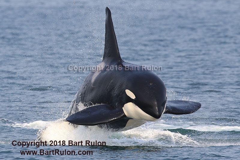 Puget Sound Express tweet media