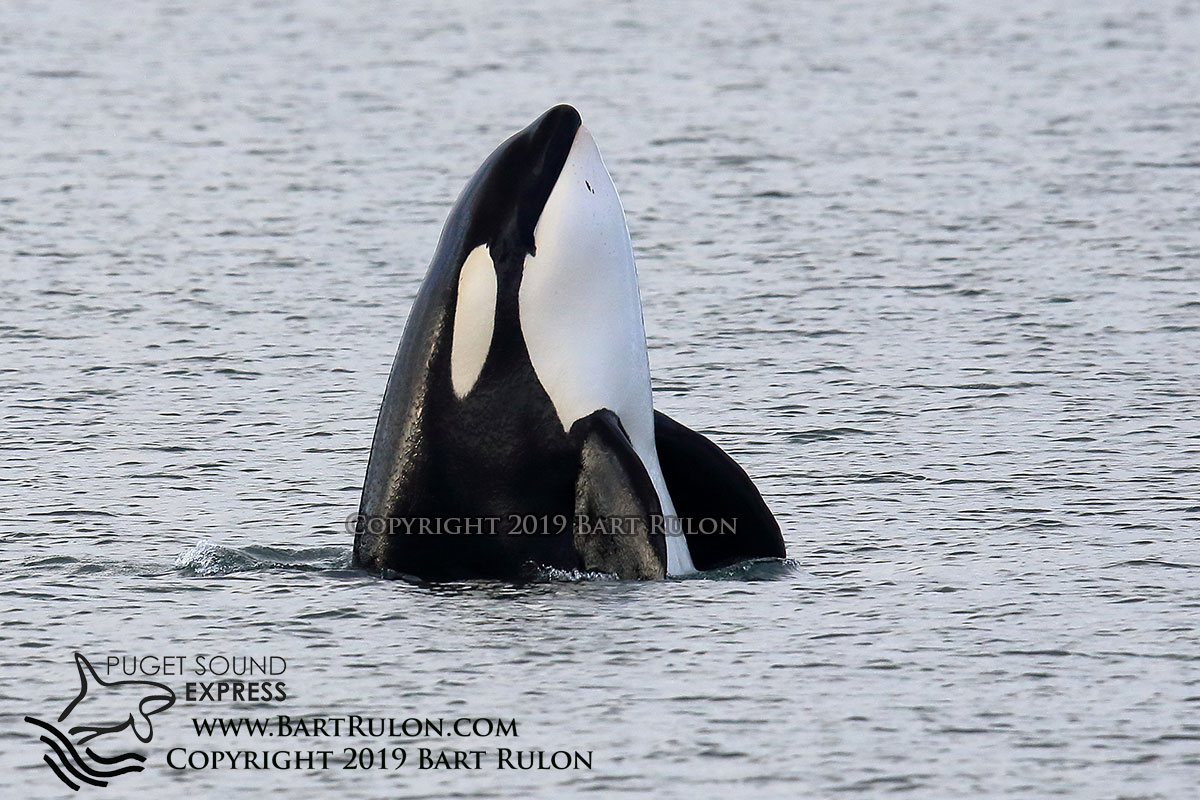 Puget Sound Express tweet media