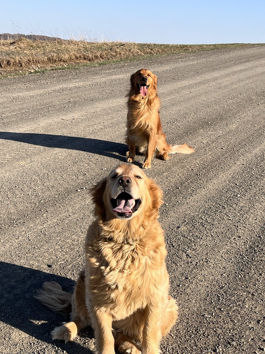 dbhickling's tweet photo. @GoldretrieverUS Fletcher and Chip happy to go for a walk #WeekendSmiles #CutenessOVERLOAD #dogsoftwitter https://t.co/VeuREjGhgd