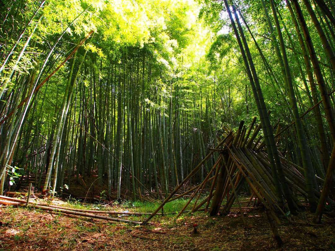 forestthree/ビオトープの中の人 tweet media