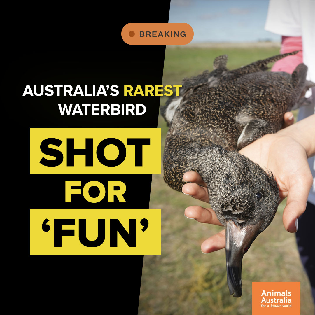 The latest victim of <a href="/DanielAndrewsMP/">Dan Andrews</a>'s 'recreational' native duck shooting season was a threatened &amp; 'protected' Freckled Duck, found today. 

People who shoot wildlife for fun don't care about 'rules'.

<a href="/VictorianLabor/">Victorian Labor</a>, this is a disgrace. #BanDuckShooting