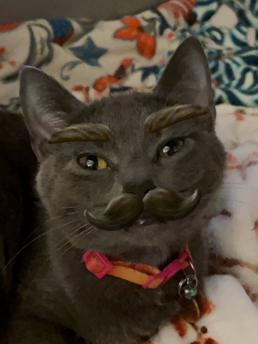 ToebeanBrigade's tweet photo. 💛 Dandy Update 💛

🐾 Its been a couple days since surgery, been getting a ton of rest but hitting all the milestones! Meds made her feel a lil goofy though 🐾

#cats #CatsAreFamily #CatsOfTwitter #CatsOnTwitter https://t.co/bRCNno15qY