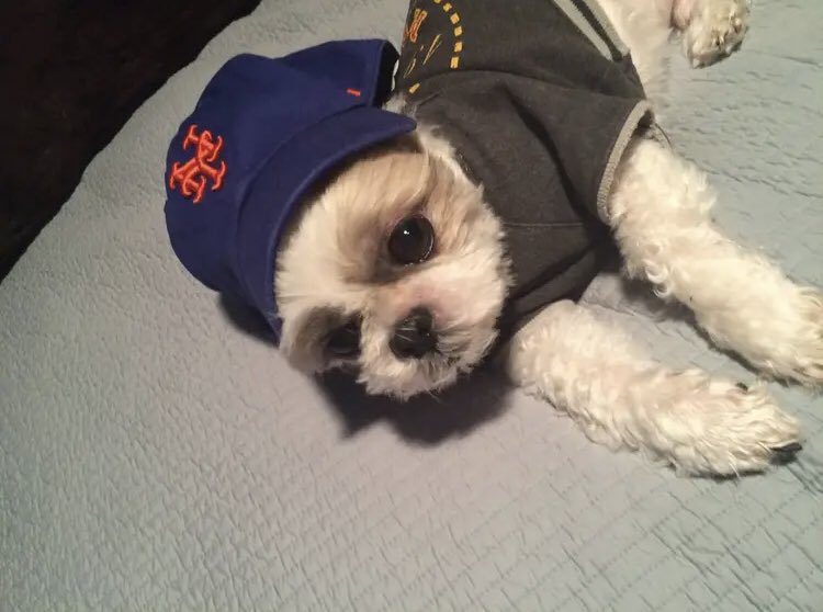 AdamPNewman89's tweet photo. This photo of @Oscarthepupppy from 8 years ago showed up in my Facebook memories and it is so adorable I just needed to share it with all y’all. He is still the cutest Mets fan in my book https://t.co/LROdswb8Rj
