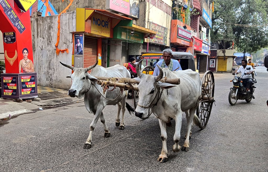 samareshbiswal_'s tweet photo. Rare on the roads..

#BullockCart #Bullocks #Traditional #farmers #farm #PollutionFree #Transportation #Indian #countryside #rural https://t.co/mgMPbR0cu1