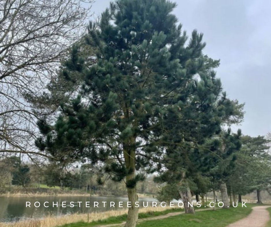 rochester_tree's tweet image. Trees add beauty and value to your property. Let our tree surgeons help you maintain and enhance your landscape with our expert tree care services. Contact Rochester Tree Surgeons today for a free estimate.
#treecutting #treeproblems #treeservices