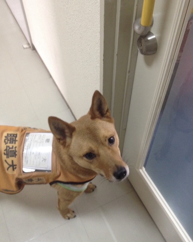 andoumiki's tweet image. あと27日となりました。
何故、私はここまで必死に頑張るのでしょうか？
facebook.com/photo/?fbid=68…
「人と人のつながり」があれば、なんとかなります！
（MAMIE　安藤美紀）
syncable.biz/campaign/4366
※写真はパソコン教室の前の聴導犬レオン。
＃syncable
#クラウドファンディング
#障害者 
#聴覚障害