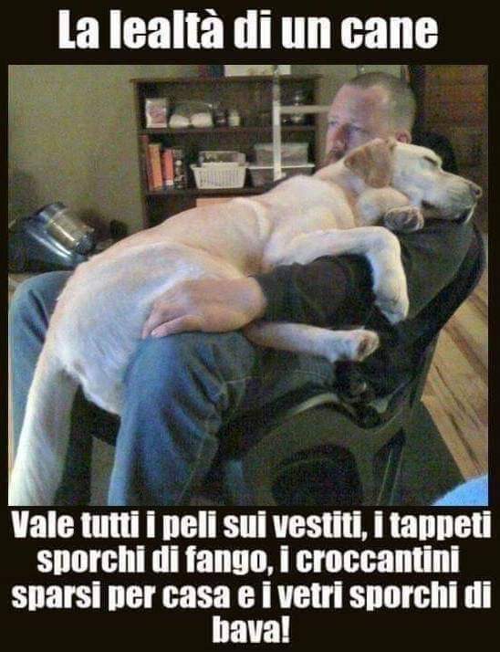 D@niele75🐢🍀 (@fendente1) on Twitter photo 