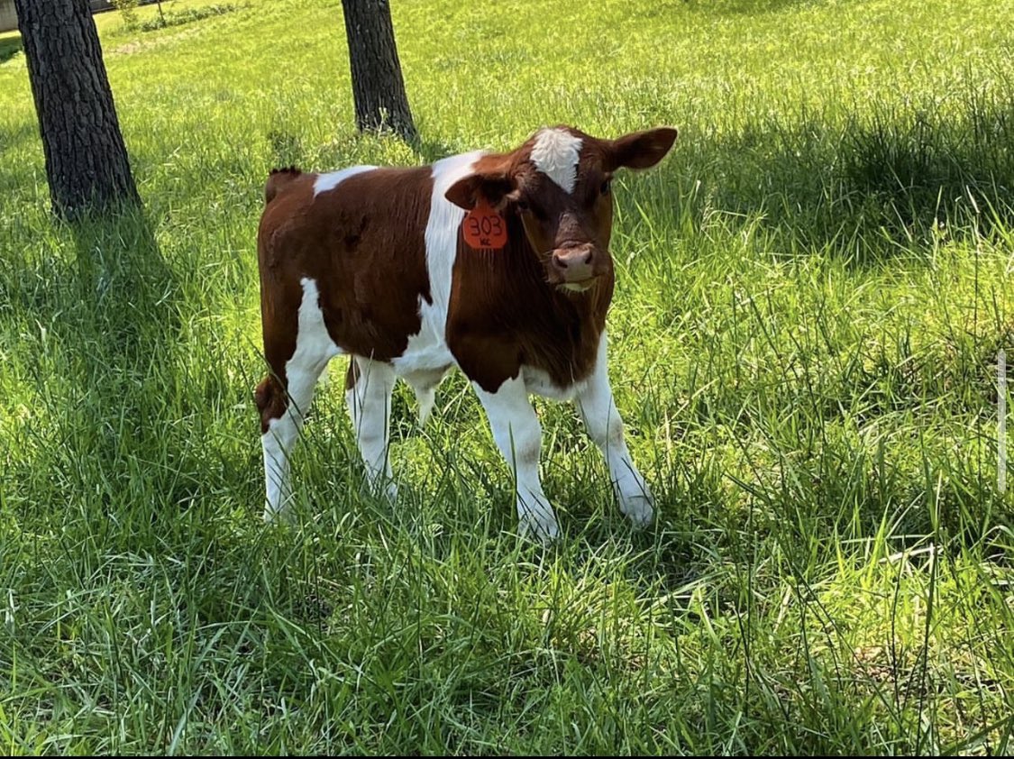 Jessyreadss's tweet photo. @emeraalds One of our new bulls, Valentino, he was born on Valentine’s Day https://t.co/4QLdPXI6rj