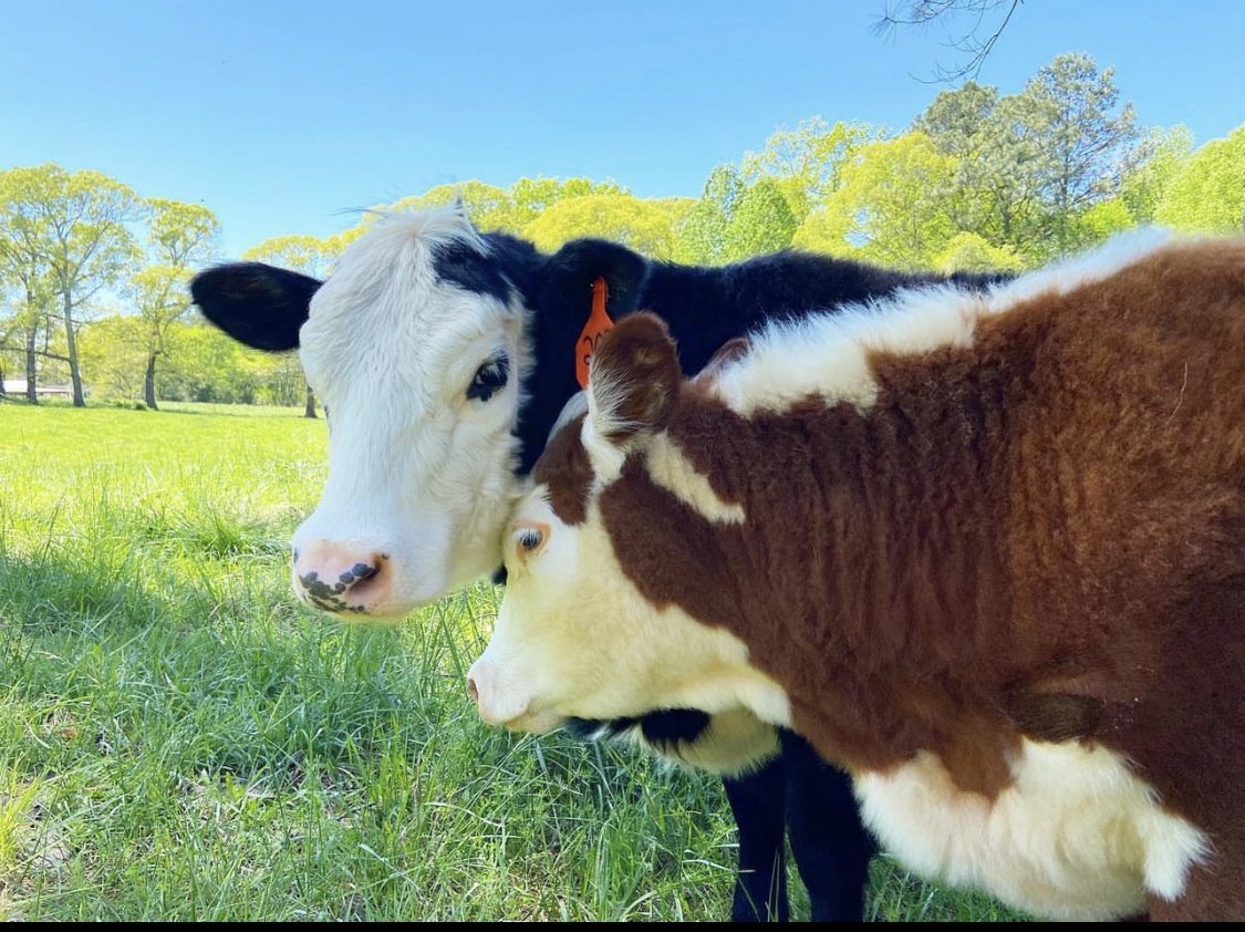 Jessyreadss's tweet photo. @emeraalds Molly &amp; Oreo 🤍 https://t.co/kounImUEXM