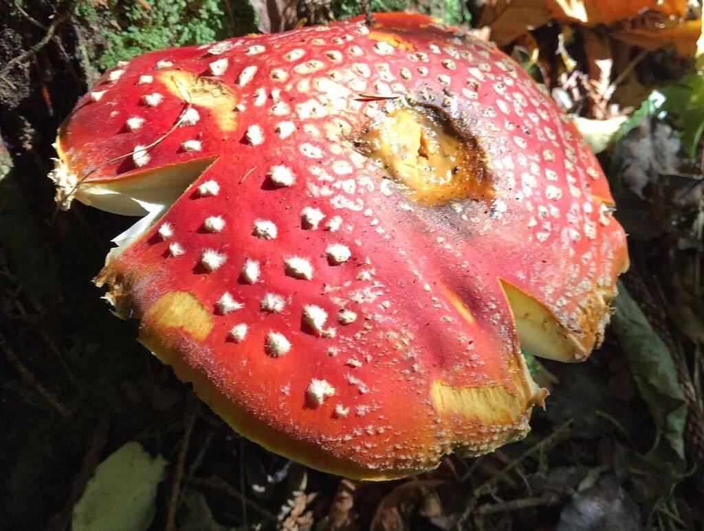 ejugginz's tweet photo. Wonderful woodland walk @glenfalloch_cafe_restaurant #onthedoorstep #keepingitlocal #toadstool #autumn #dunedinnz #newzealand https://t.co/kso0bFyVQw https://t.co/H3Oz3RLcNV