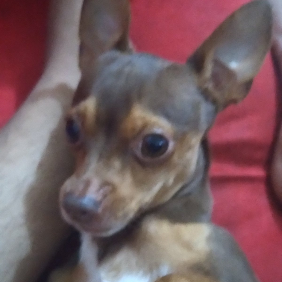 leryaax's tweet photo. HOLA HOLA, no sé si aún cuanta esta cosa pero ok. Se llamá coffee, es macho y tiene 3 añitos, siempre que veo los streams de juan se pode a mi lado JAKSJA salió igual de broer que la dueña. 

– #JuaniquilaPets @BroerSaturdays https://t.co/86KVzd3I5x