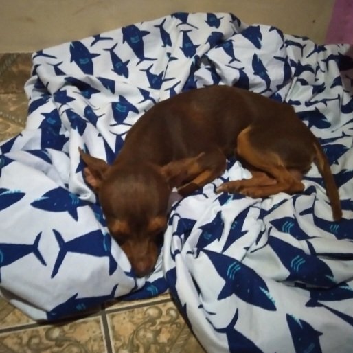 leryaax's tweet photo. HOLA HOLA, no sé si aún cuanta esta cosa pero ok. Se llamá coffee, es macho y tiene 3 añitos, siempre que veo los streams de juan se pode a mi lado JAKSJA salió igual de broer que la dueña. 

– #JuaniquilaPets @BroerSaturdays https://t.co/86KVzd3I5x