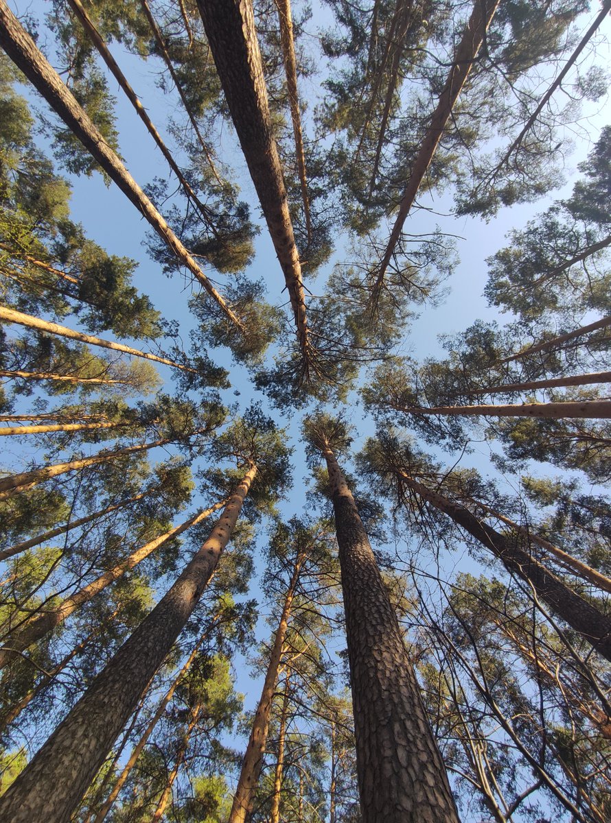 UraloVed's tweet photo. 🌱 Природа постепенно оживает после зимней спячки. https://t.co/z81uwi2HMX