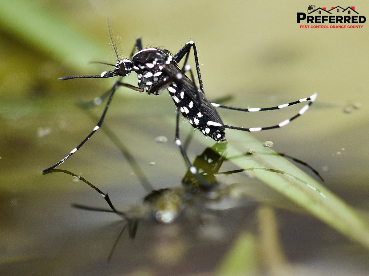 preferredpestoc's tweet photo. Mosquitoes are a common pest to find during the summer months. Check out these tips from NPMA experts on how you can prevent a bite from this pest.          via: https://t.co/EqOIQ4Ihwm https://t.co/5fxMVNKEkl