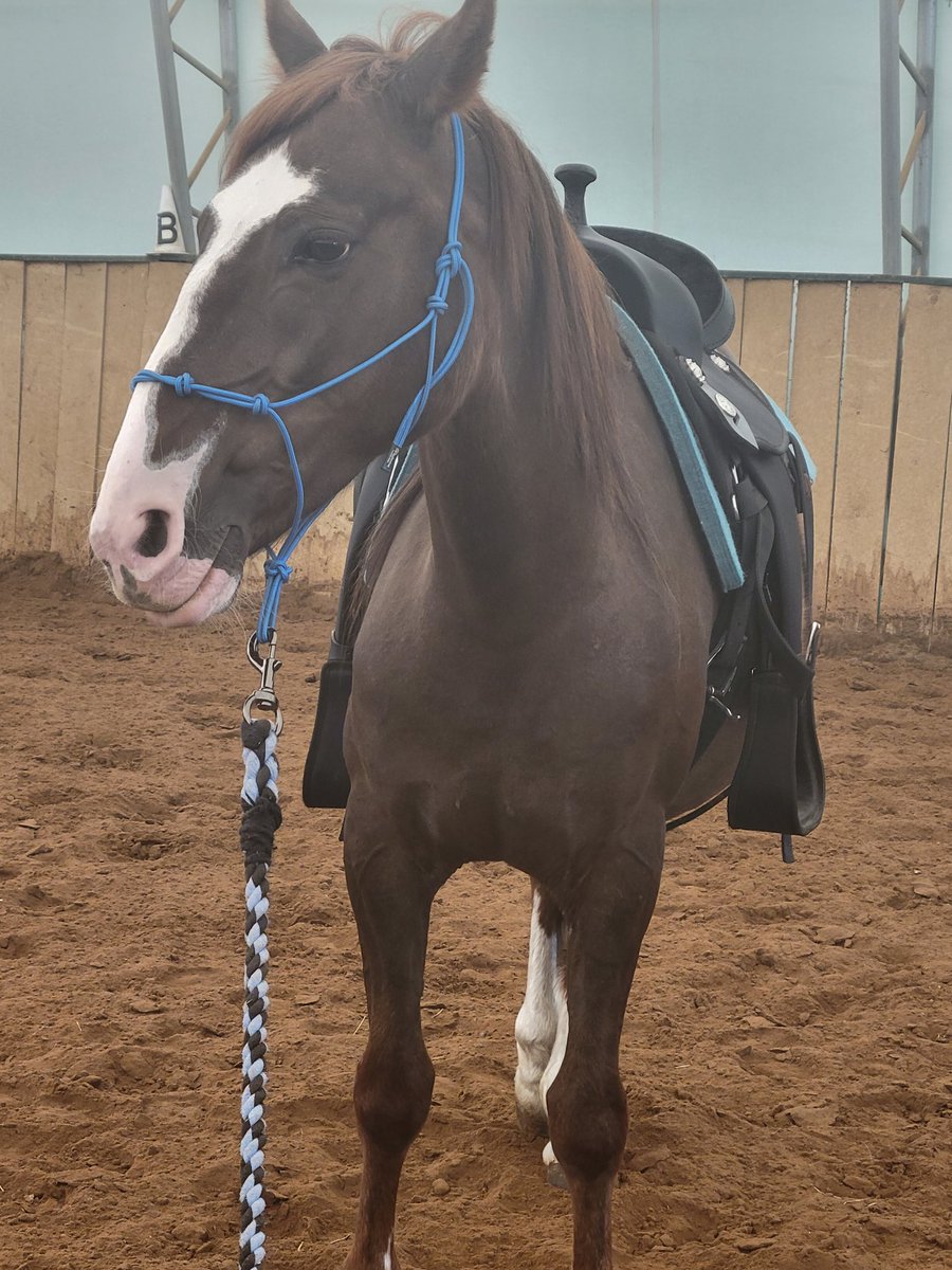 WanderersWorks's tweet photo. He is doing amazing with his training 👏 so proud of this little Dude https://t.co/6d6y7cay4p