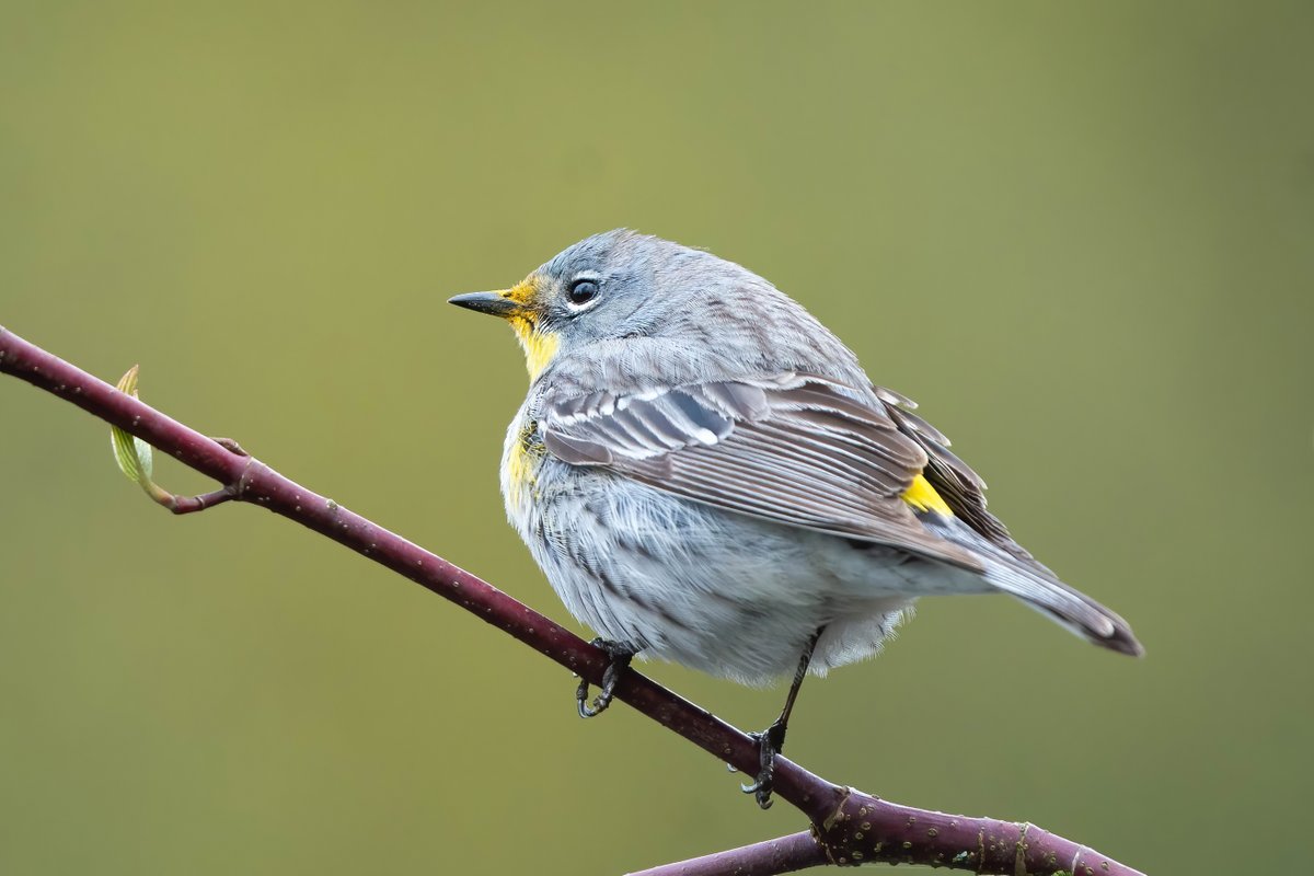 First warbler of the year was this Yellow-rumped Warbler last weekend. Taken at Hastings Park, Vancouver.