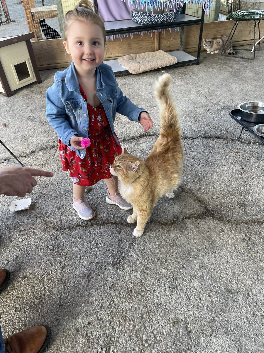 wecare_rescue's tweet photo. We learned today that Quincy LOVES kids 🥹 we couldn’t be more obsessed with this boy
#cat #catrescue #catshelter #adoptthiscat #napaCA https://t.co/8ApcWvIuqN