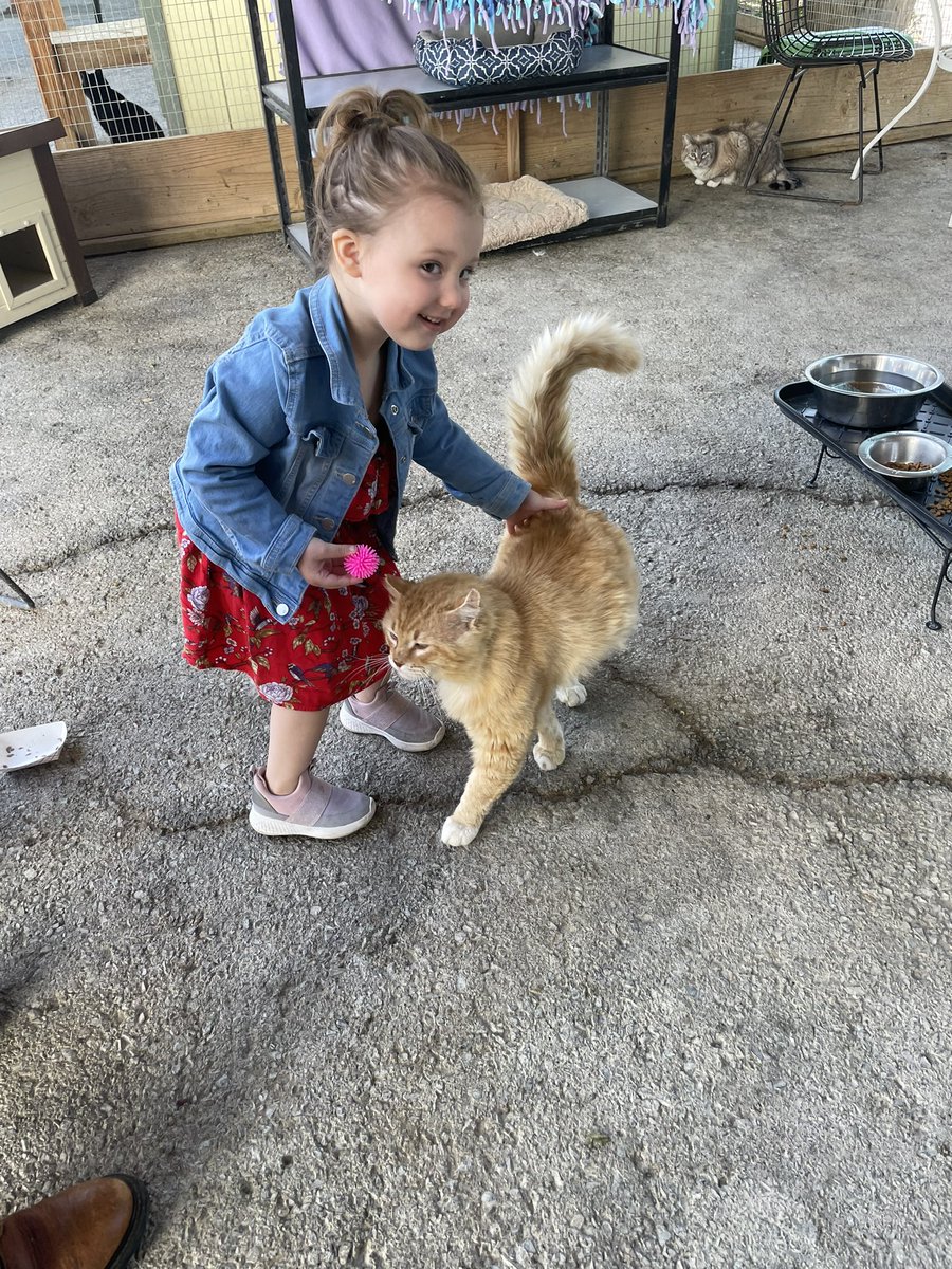 wecare_rescue's tweet photo. We learned today that Quincy LOVES kids 🥹 we couldn’t be more obsessed with this boy
#cat #catrescue #catshelter #adoptthiscat #napaCA https://t.co/8ApcWvIuqN