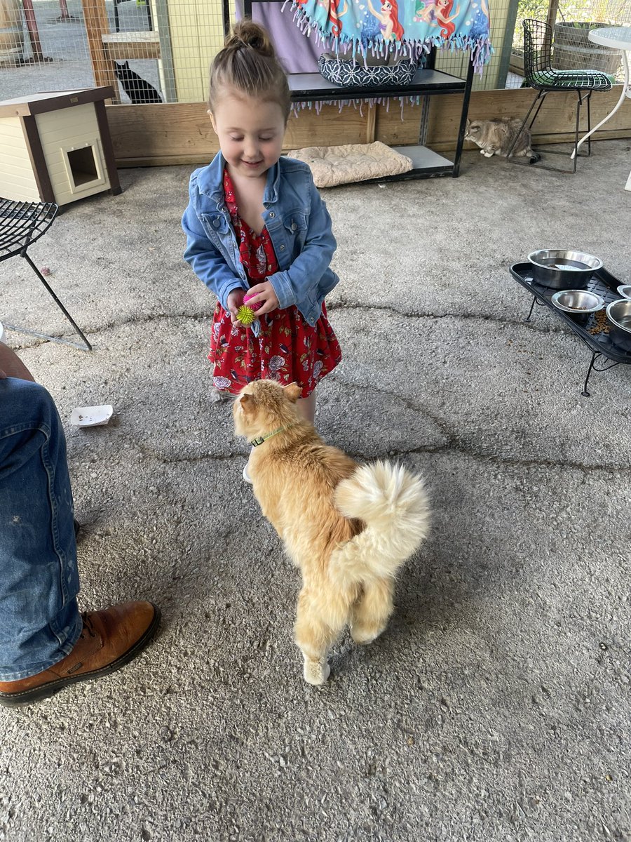wecare_rescue's tweet photo. We learned today that Quincy LOVES kids 🥹 we couldn’t be more obsessed with this boy
#cat #catrescue #catshelter #adoptthiscat #napaCA https://t.co/8ApcWvIuqN
