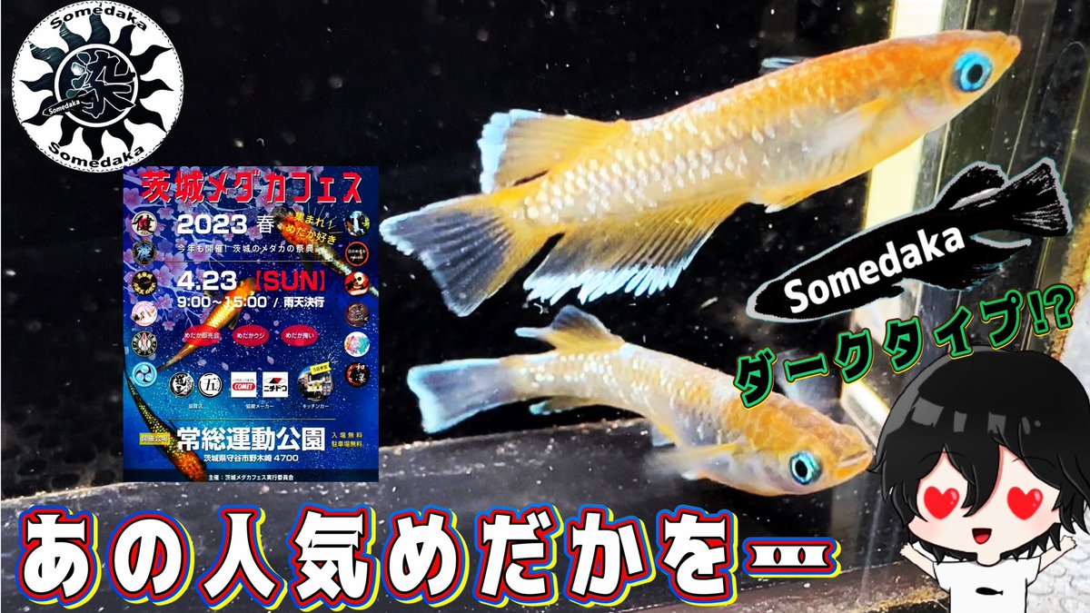 メダカフェスにて、あのメダカを…

youtu.be/POg1qhL1Nvw

約半年も経つとだいぶ値段がさがりますね🤔
ただ本当にすごいメダカだなと凄く思いますね🥺

#メダカ #めだか
#めだか飼育 
#レッドクリフダークタイプ