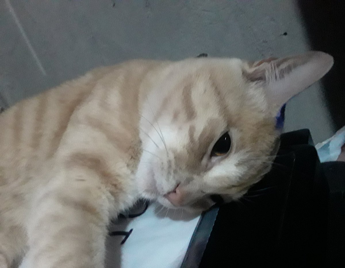 Keiyoky's tweet photo. El es Panchito y es el gato más guapo, domador de perros salvajes y amigo fiel (me aruña) #JuaniquilaPets https://t.co/KlEUXtCnEE
