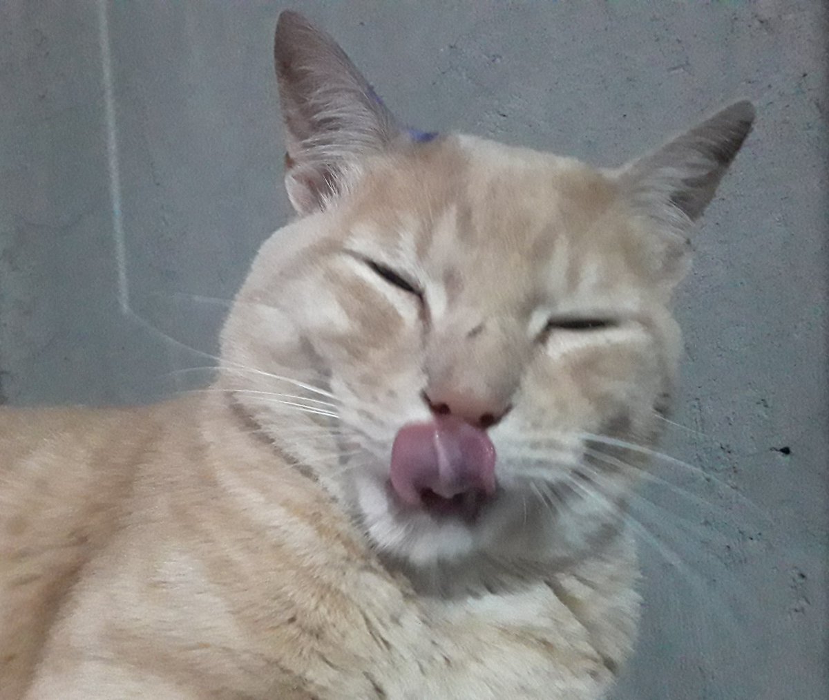 Keiyoky's tweet photo. El es Panchito y es el gato más guapo, domador de perros salvajes y amigo fiel (me aruña) #JuaniquilaPets https://t.co/KlEUXtCnEE