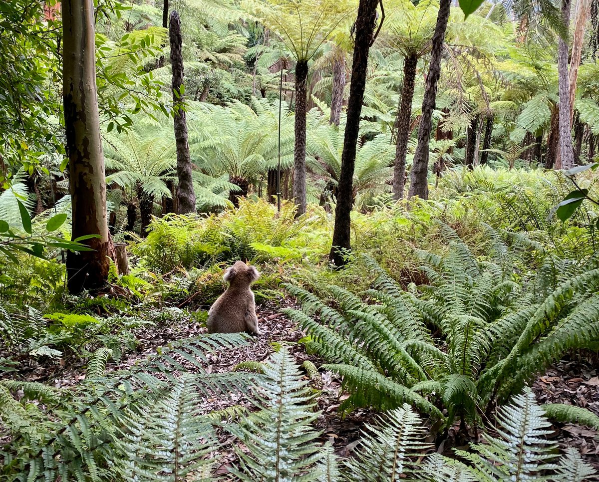Botanic Gardens SA tweet media