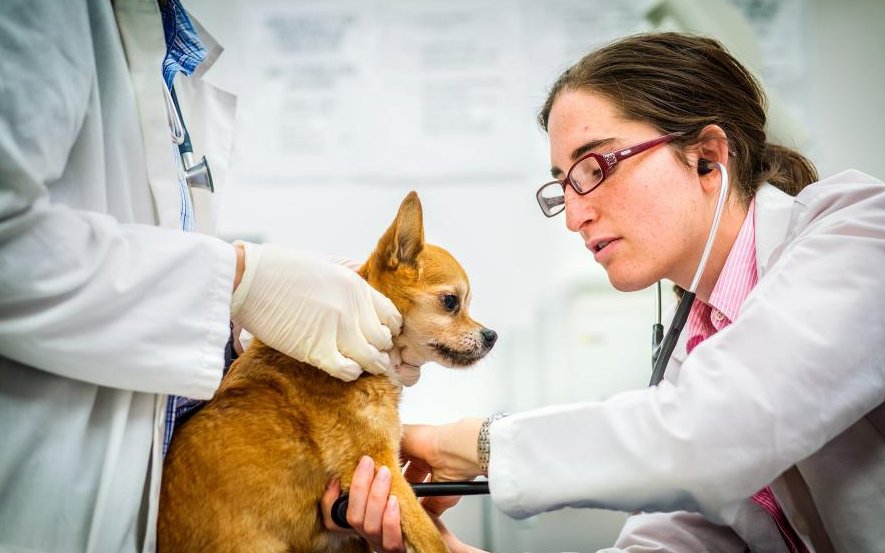 RisingKashmir's tweet image. The #Unsung #Heroes

#Contrary to the #conventional #Wisdom, #veterinarians #play a much #wider #role in the #society

Writes Dr. AAQIB RASHID

risingkashmir.com/the-unsung-her…