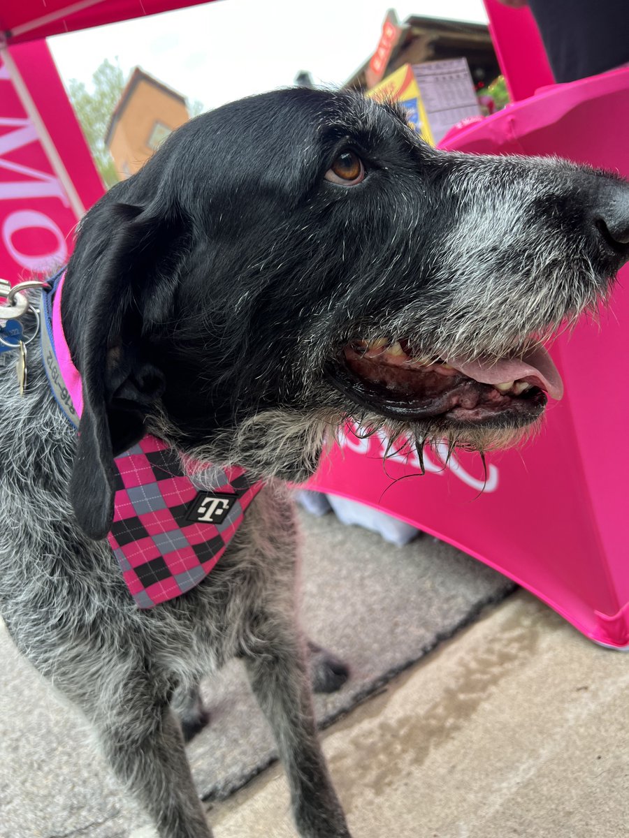 🏳️🌈Stephen Johel Rincon (he him his) (@srincon92) on Twitter photo Painting the town MAGENTA!! 💓💓💓 At #TheRedFernFestival!! What an amazing time engaging with our Tahlequah community, both humans and furry humans!! 👨🏽👩🏽🐕🐶 <a href="/ZamaraTheGreat/">Zamara Dwarkanauth</a> <a href="/NimerV/">Nimer Velasquez</a> <a href="/gnugent28/">Gareth Nugent</a> Painting the town MAGENTA!! 💓💓💓 At #TheRedFernFestival!! What an amazing time engaging with our Tahlequah community, both humans and furry humans!! 👨🏽👩🏽🐕🐶 <a href="/ZamaraTheGreat/">Zamara Dwarkanauth</a> <a href="/NimerV/">Nimer Velasquez</a> <a href="/gnugent28/">Gareth Nugent</a>