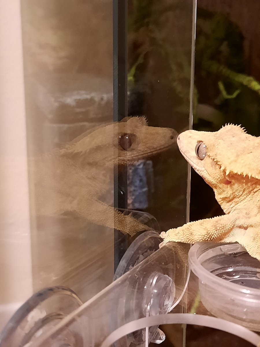 arguablyalive's tweet photo. My gecko encounters a stranger https://t.co/dYOUl1JZzV
