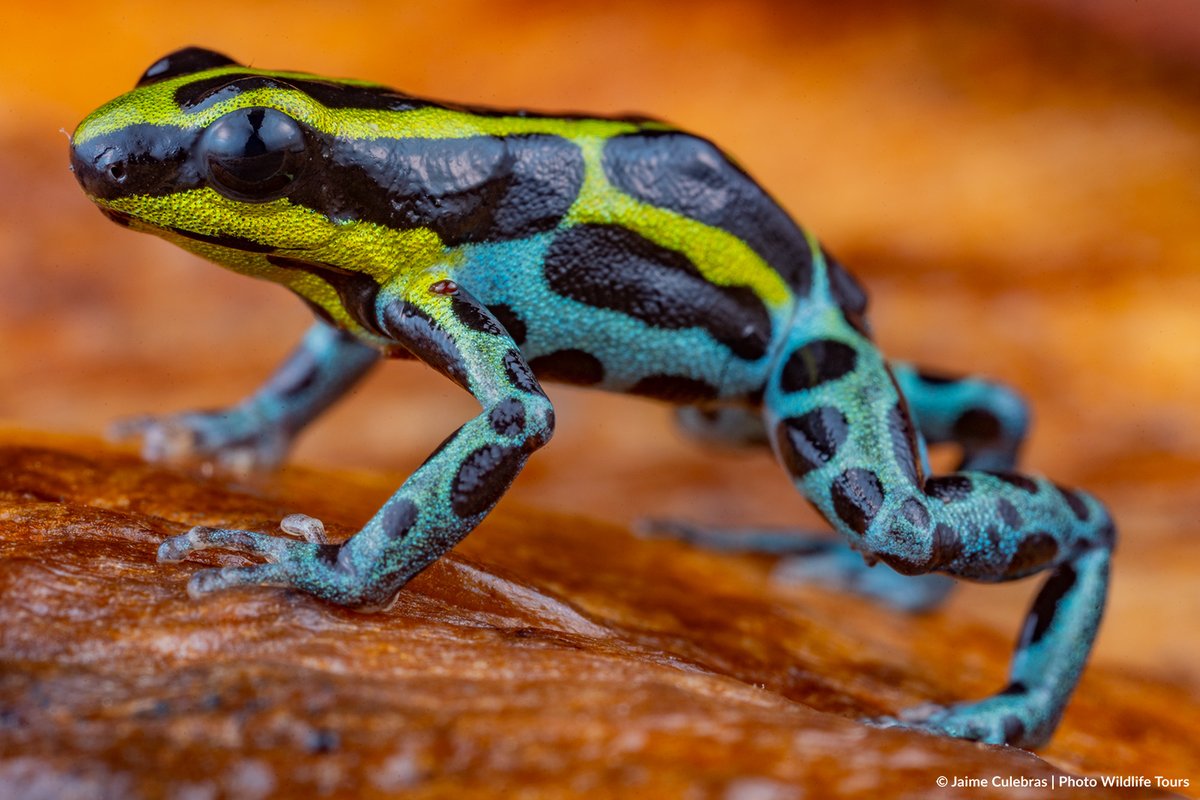 La belleza concentrada en menos de 2 cms amazónicos: "#Ranitomeya variabilis", Ecuador.
<a href="/photowildlifet/">photowildlifetours</a>