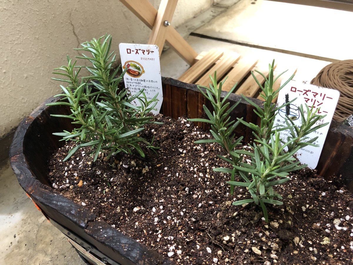keni_yats_coach's tweet photo. #dayoff #gardening #Cooking #hearb #Rosemary #recharding https://t.co/0bQO8dDcQv