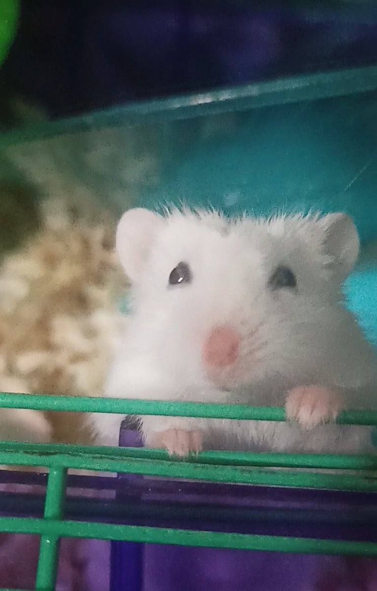 Zelda61381116's tweet photo. -  #JuaniquilaPets

🐀🐀 https://t.co/Mn1aDydujx