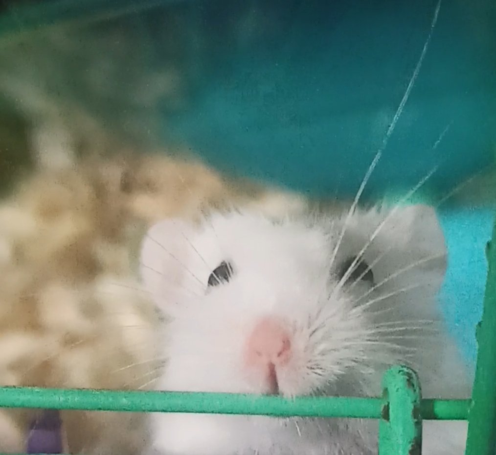 Zelda61381116's tweet photo. -  #JuaniquilaPets

🐀🐀 https://t.co/Mn1aDydujx