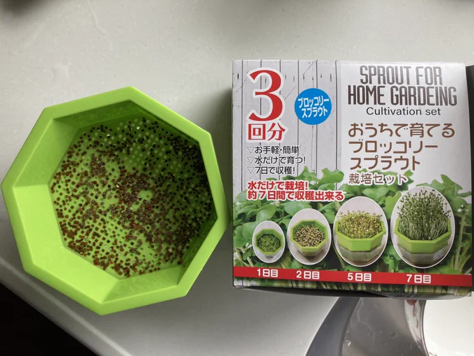 こんにちは!  午後はブロッコリースプラウトの水栽培と収穫したしゃくし菜を洗います