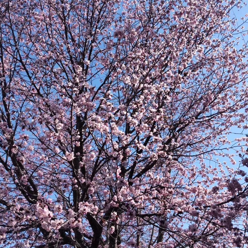 道を歩きながらもたくさんの桜が見えます。日中は暖かくて散歩日和ですね。
皆さんも素敵な場所で花見楽しんでみてください。
（町民通信員　中川真実）

#北海道 #十勝 #広尾 #桜 #花見 #春 #風景 #Hiroo # #spring #scenery #cherryblossom instagr.am/p/CrpS_swPk4L/