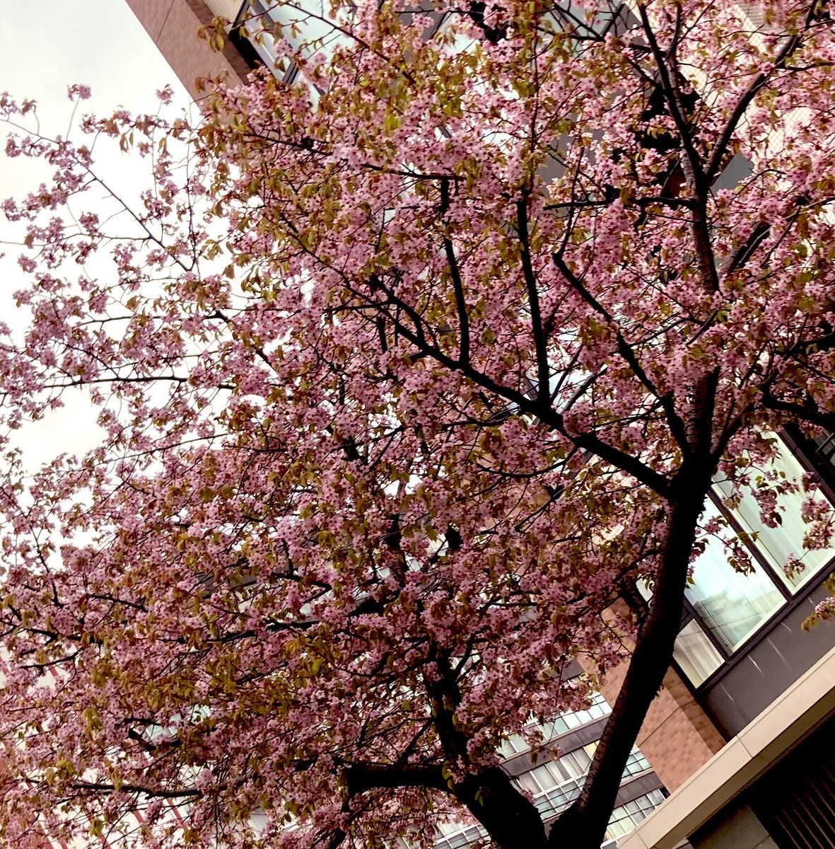今の恵庭市は桜が満開です🌸