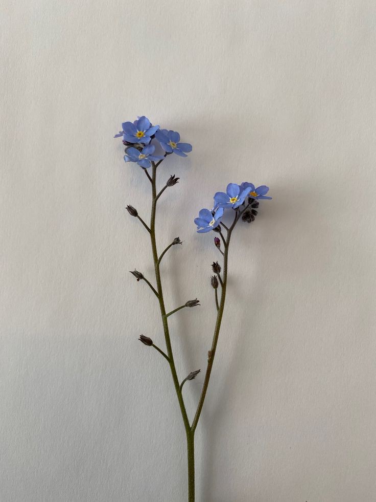 Nota terminaría dejando junto un pequeño corte de flores frente las puertas de la habitación de la joven. 

Se había enterado que habría despertado, Sin embargo no tenía valentía suficiente para verla de cara tras lo sucedido.

<a href="/xXTheNextHope/">💫 | Hurt!Aɴɴᴀɪsʜᴀ</a>