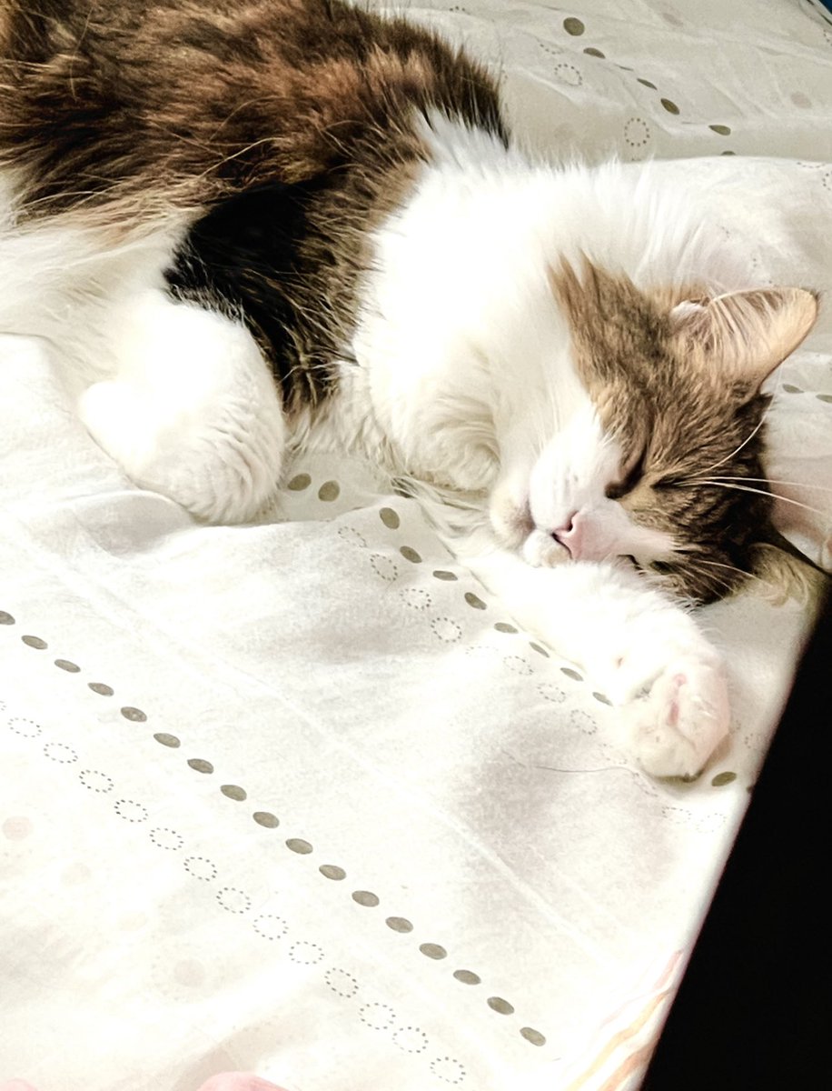 よく布団の上に落ちてるネコチャン https://t.co/ixpxGn0xZT