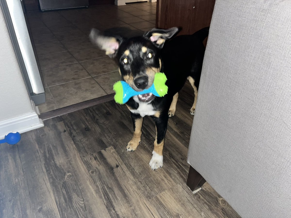 _hello_joe's tweet image. 