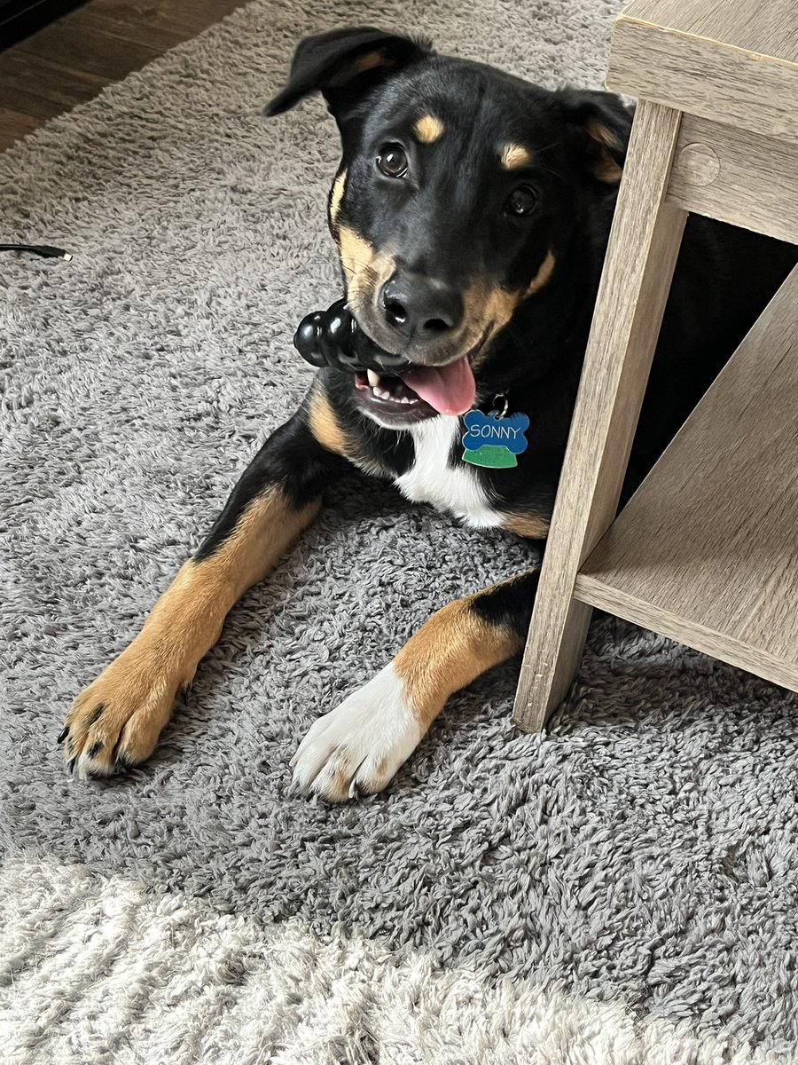 _hello_joe's tweet image. 