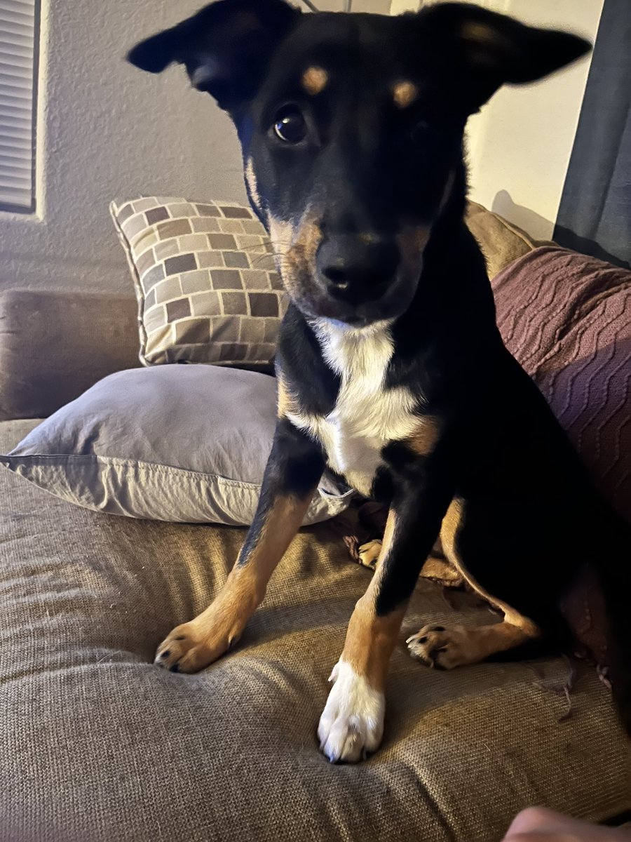 _hello_joe's tweet image. 