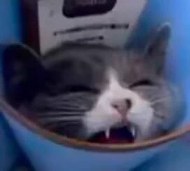 今天带我家猫去噶蛋了