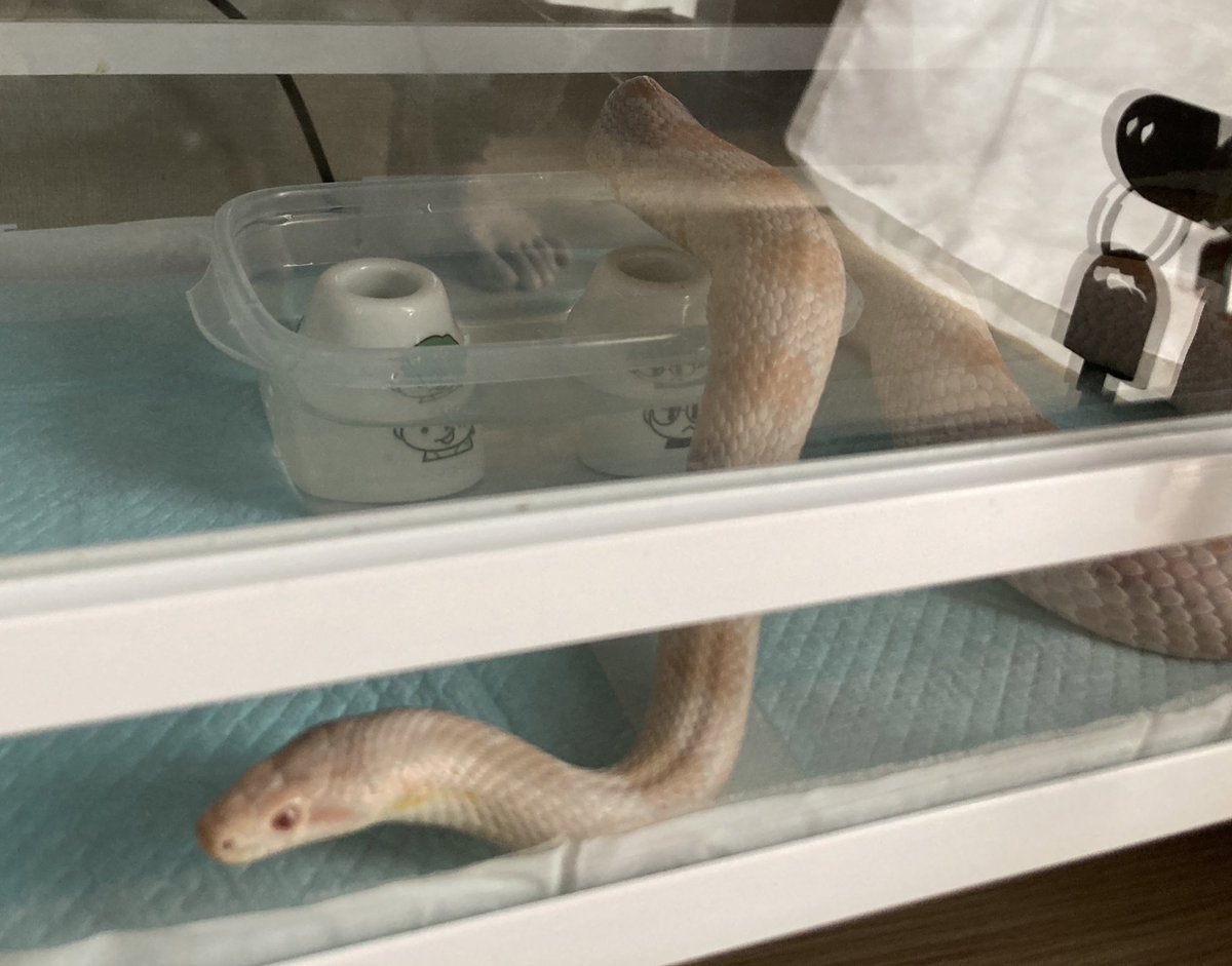 ヘビが水をひっくり返すのに困っていたのですが解決しました