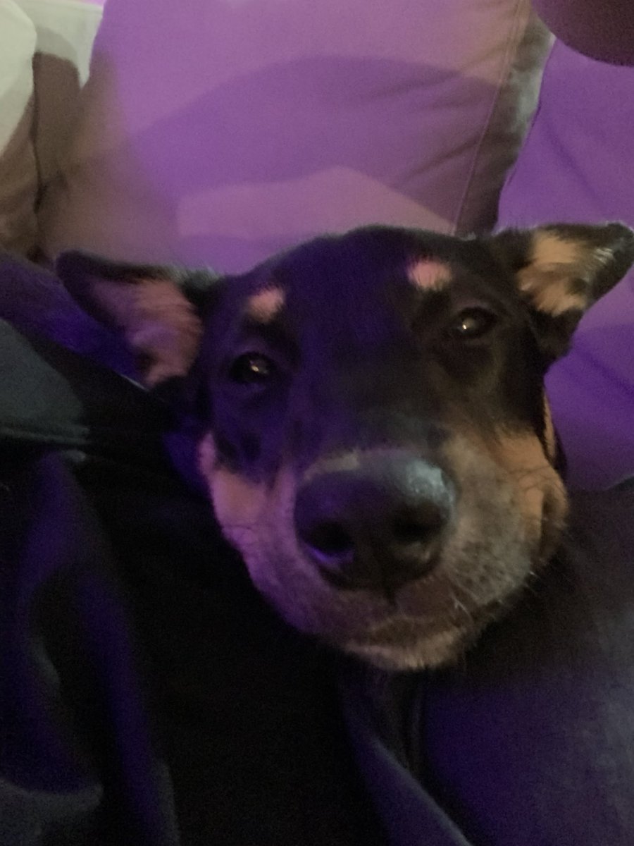 _hello_joe's tweet image. My little booger is growing so fast 🥺