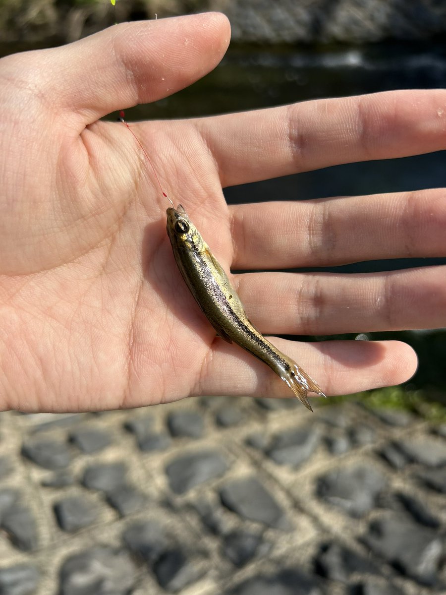 maeba_imoarai's tweet photo. 昨日の淡水小物釣りデビュー戦楽しかった

同行者はぽんぽん釣ってて技術の差を感じた https://t.co/gE3OnTUMbS
