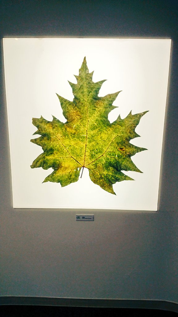 漢方薬でよく聞くダイオウの葉っぱの大きさを初めて知って、薬草図の美しさに癒されて、薬問屋に興奮して、建物のかわいさにキュンとなるくすり博物館です。
https://t.co/f0Pp1xGx0a https://t.co/53P2s8myPq