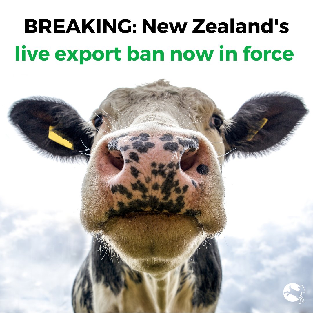  New Zealand's live export ban no in force