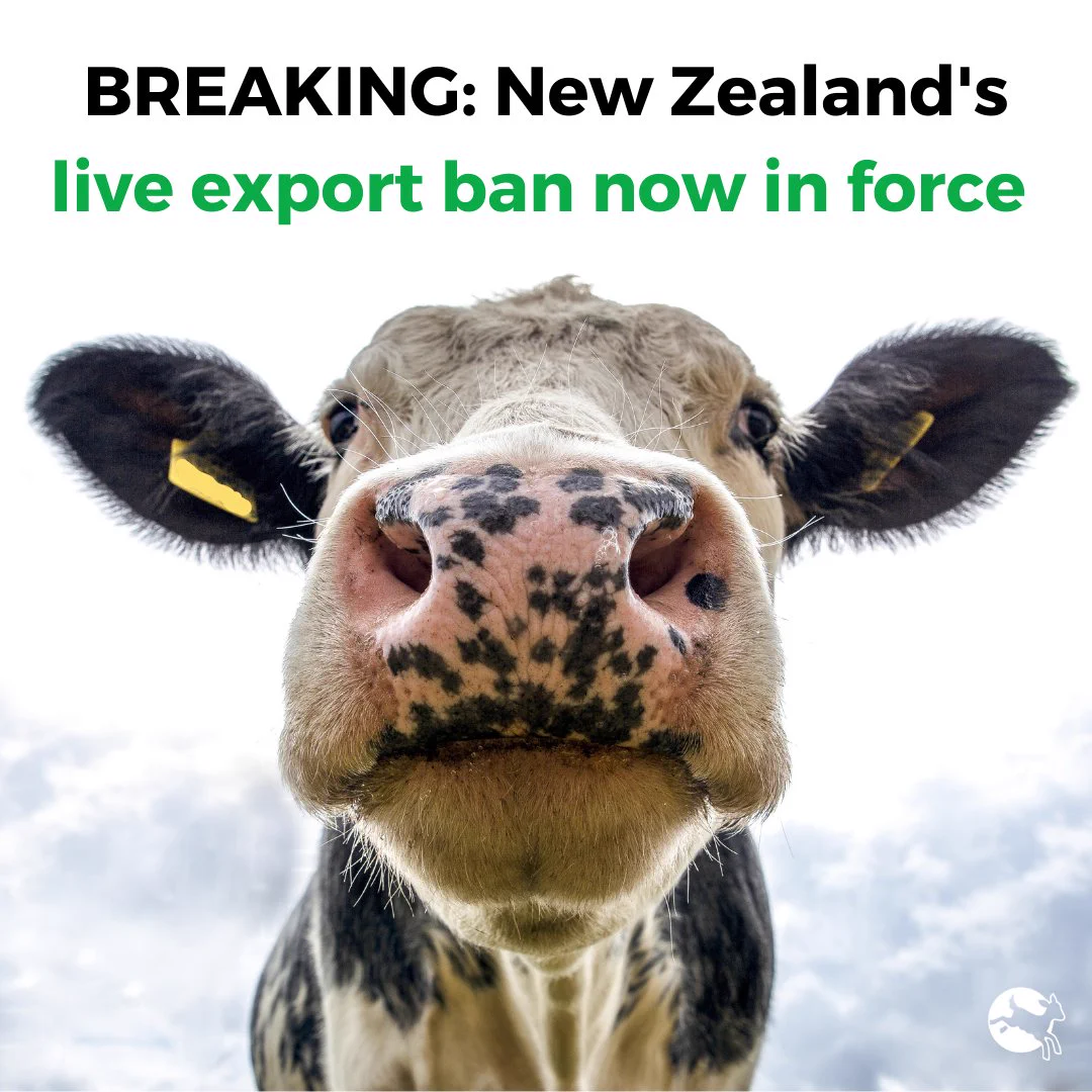  New Zealand's live export ban no in force