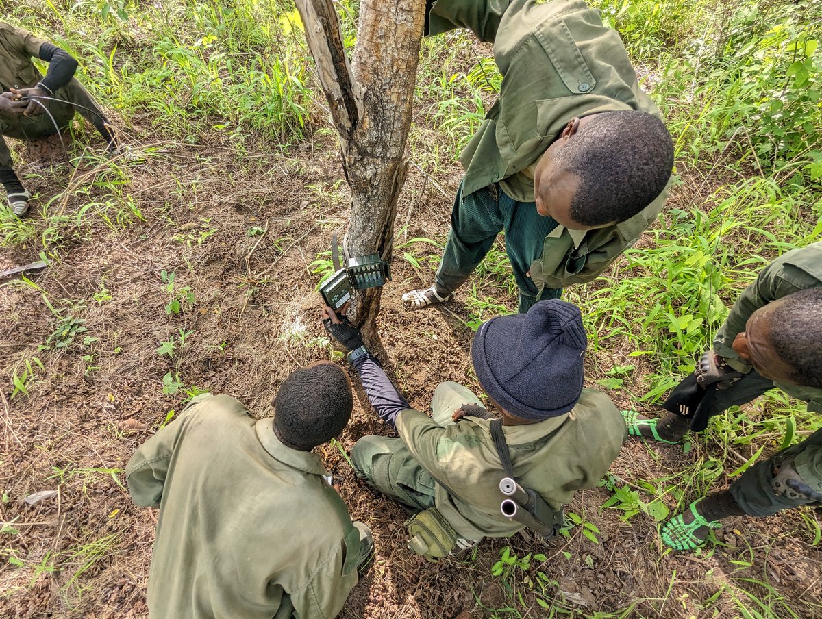 mak2kofi's tweet photo. Exciting working with Digya NP, @fcghana2020. Collaboration btwn @cbcrgh @Monitor_Species to build the capacity of PA staff in using camera traps to improve monitoring and management. Looking forward to the results. https://t.co/yMXHOtXd1L